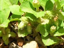 Image result for Acanthospermum australe