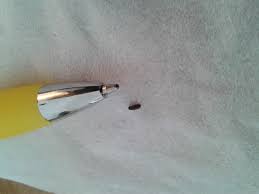 How to get rid of small round black bugs with hard shell in house. Natureplus Tiny Black Bugs Around The House