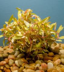 Image result for Nesaea crassicaulis