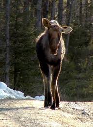 Moose At Mending Wall Farm My Animal Animals Friends Animals