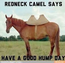 Share the best gifs now >>>. Whimsical Wednesday Wit W A Little Hump Day Humor Whimsicalwedwit Humpday Humor Camellovers O Hump Day Humor Wednesday Humor Funny Wednesday Memes