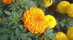 Marigold Flower Or Gadagenda Ful In Orange And Yellow Color By Tipsandi Orange Plant Marigold Flower Flowers