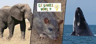 Adrie wadlow vient de donner naissance à son premier fils, un c'est le cas du turc sultan kösen : Plus Un Animal Est Petit Plus Ses Spermatozoides Sont Grands