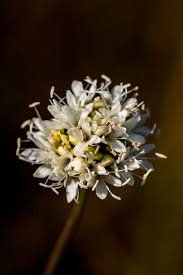 Image result for Neocussonia umbellifera
