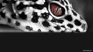 90+ vectors, stock photos & psd files. Leopard Gecko Wallpapers Top Free Leopard Gecko Backgrounds Wallpaperaccess