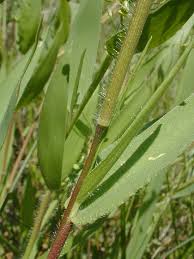 Image result for Panicum pilgeri