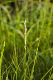 Image result for Sporobolus ioclados