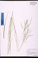 Image result for Eragrostis atrovirens
