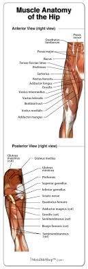 All you need to know about tendonitis and muscle building. Anatomy Of The Hip Joint