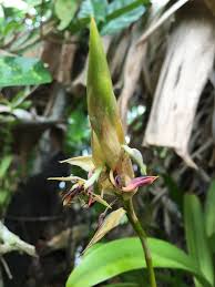 Image result for Bulbophyllum schinzianum