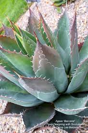 Any people like to grow cacti, and it's easy for those who live in states of texas and arizona, but have you tried to grow cacti in florida under heavy rainfall? Cold Hardy Succulents For Northern Climates Succulent Landscaping Cold Climate Gardening Succulents