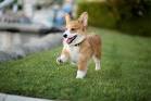 Welsh Corgi - Wikipedia
