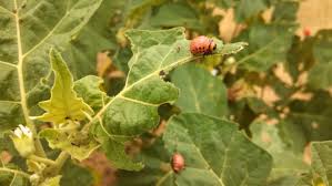 Pest analysis is a strategy framework to evaluate the external environment of a business. Eggplant Insect Pests Diseases Home Garden Information Center