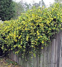Carolina Jessamine On Gray Fence Garden Vines Climbing Plants Grey Fences
