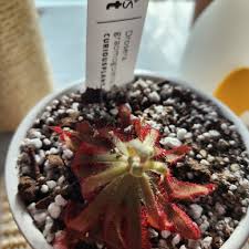 Image result for Drosera natalensis