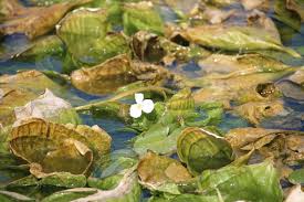 Image result for Ottelia