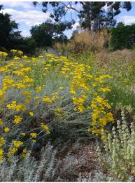 Image result for Helichrysum argyranthum