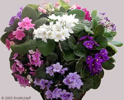 Image result for Saintpauliopsis