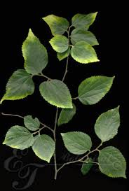 Image result for Celtis africana