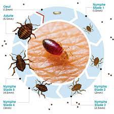 epingle sur punaises de lit