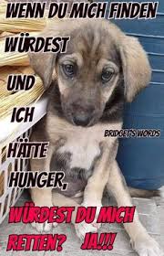 Die katze hält sich ihre leute, denn für sie sind die menschen nützliche haustiere. 190 Mein Hund Der Bessere Mensch Ideen Hundespruche Hund Zitat Spruche Tiere