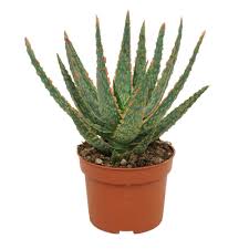 Image result for Aloe zebrina