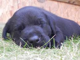 Labrador Free Stock Photos Download 45 Free Stock Photos For Commercial Use Format Hd High Resolution Jpg Images Dog aldrig mere end 10 timer per måned. labrador free stock photos download 45