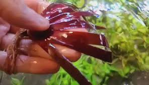 Image result for Xyris schliebenii