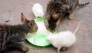After that, the cats can be adopted or released back. Cats May Have Duped Us About Being Great Rat Catchers Scientific American