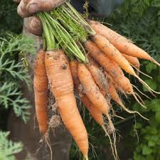 Mohren Pflanzen Pflegen Ernten Mein Schoner Garten