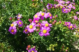 Image result for Aster milanjianus