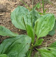 Image result for Plantago