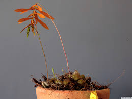 Image result for Bulbophyllum vulcanicum