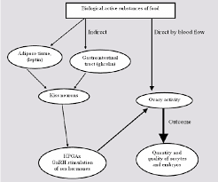 effect of food active compounds on the female reproductive