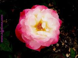 صور ورد واجمل صور ورود وزهور وازهار طبيعية مجموعة جميلة ورائعة Red And White Roses Rose Background Rose