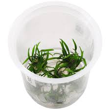 Криптокорина мелкая, криптокорина карликовая, криптокорина парва (cryptocoryne parva). Cryptocoryne Parva Ada In Vitro M Aquasabi Aquaristik Shop