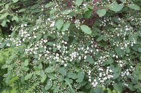 Image result for Polystachya villosa