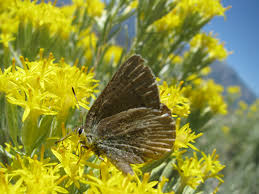 Image result for Satyrium flavum