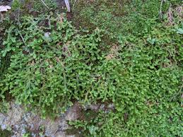 Image result for Selaginella mittenii