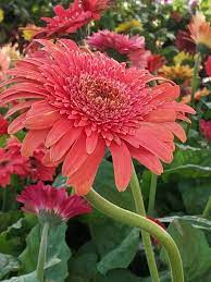 Red Gerbera Flower In 2020 Gerbera Flower Flowers Flower Garden
