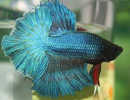 What Is Good Form Betta Betta Fish Fish Pet