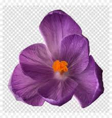 Download transparent flower cliparts and use any clip art,coloring,png graphics in your website, document or presentation. Download Flower Tumblr Transparent Clipart Flower Bouquet Flowers On Clear Background Png Download 5825547 Pikpng