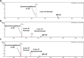 Image result for Commicarpus grandiflorus