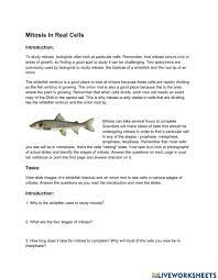 • during puberty, when ovulation some of the worksheets displayed are mitosis web quest 1, meiosis virtual lab answer key, mitosis and meiosis webquest, cell cycle and cancer virtual lab. Mitosis Virtual Lab Worksheet