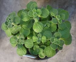 Image result for Coleus hadiensis