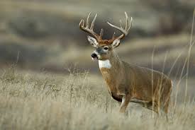 Check spelling or type a new query. Kentucky S 2016 17 Deer Season Preview Wmky