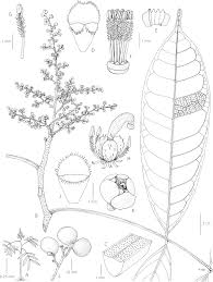 Image result for Deinbollia sp. A