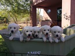 Our golden pups have done well with airline travel, and the airport personnel at our local airport (cle) go out of their way to make sure the pups get proper care and attention before their flight. Akc English Creme All White Golden Retriever Puppies For Sale In Queen Creek Arizona Classified Americanlisted Com