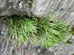 Image result for sleziník Asplenium
