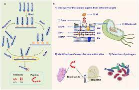 Molecules | Free Full-Text | Phage Display-Derived Peptides and Antibodies  for Bacterial Infectious Diseases Therapy and Diagnosis